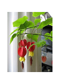 Cây Lồng Đèn - cây cảnh vườn + tặng phân bón cho cây