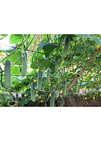 Hạt giống Dưa leo quả to suôn dài VTS156