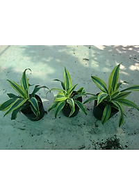 Cây Phát Tài Mỹ - Cây cảnh phong thủy + Tặng phân bón cho cây