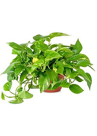 Cây trầu bà xanh - cây cảnh mini - cây cảnh để trong nhà + tặng phân bón cho cây