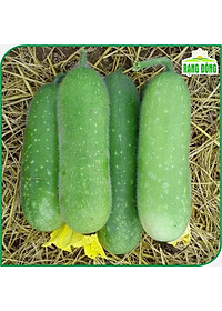 Hạt giống Bí Đao Chanh Lai F1 Siêu Trái, Sinh Trưởng Khỏe, Trồng Quanh Năm - Hạt giống Rạng Đông