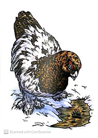 Sách Chuyện Kể Về Trăm Loài Chim