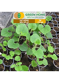 Hạt Giống Bầu Hồ Lô Greenhome, Gói 1g, Dễ Trồng Quanh Năm, Nảy Mầm Cao, Thu Hoạch Nhanh, Năng Suất Cao T11