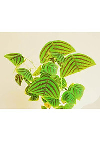 Cây Bướm Xuân - cây cảnh để bàn + tặng phân bón cho cây