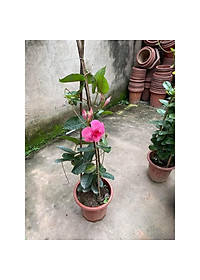 Cây Hồng Anh - cây cảnh vườn - cây trồng ban công + Tặng phân bón cho cây mau lớn