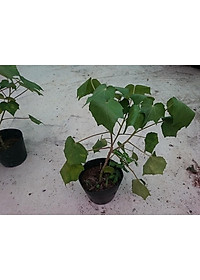 Cây giống hoa phù dung - cây cảnh trong nhà + tặng phân bón cho cây