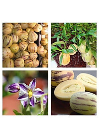 Combo 6 gói hạt giống dưa hấu dưa lưới các loại - tặng 1 gói phân bón