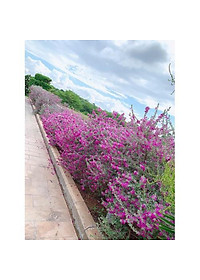 Cây Tuyết Sơn Phi Hồng - Cây cảnh vườn + Tặng phân bón cho cây