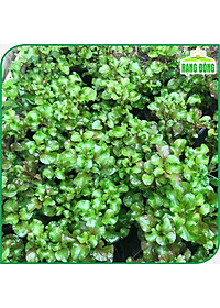 Hạt giống Xà Lách Xoong Sinh Trưởng Khỏe, Trồng Quanh Năm (gói 1 gram) - Hạt Giống Rạng Đông