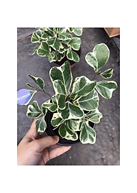 Cây bàng cẩm thạch - cây cảnh để bàn + tặng phân bón cho cây