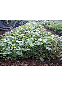 Cây Kèn Hồng - cây cảnh vườn + tặng phân bón cho cây