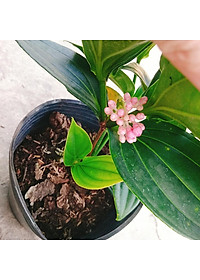 Hòn Ngọc Viễn Đông - cây cảnh để bàn + tặng phân bón cho cây