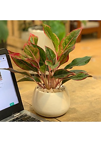 Cây Phú Quý để bàn