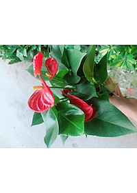 product-img-6