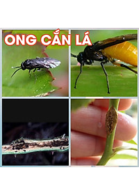 Dầu neem oil Kobi hữu cơ, nguyên chất, diệt bọ, trĩ, nhện đỏ, rệp, sâu, bảo vệ cây hoa hồng, phong lan, ép lạnh -100ml