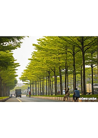 Cây Bàng Đài Loan - cây cảnh vườn + tặng phân bón cho cây