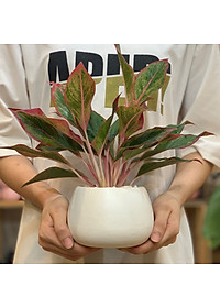 Cây Phú Quý để bàn