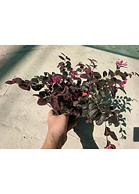 product-img-3