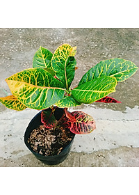 Cây Lá Màu Coton - cây cảnh để bàn + Tặng phân bón cho cây