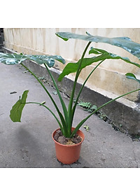 product-img-0
