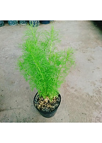 Cây Tùng Nam Mỹ - cây cảnh trong nhà