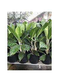 Cây Bạch Mã Hoàng Tử - cây cảnh để trong nhà + Tặng phân bón cho cây mau lớn