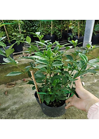 Cây Lài Tiểu Thư hoa thơm + tặng phân bón cho cây