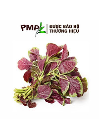 Hạt Giống Rau Dền Đỏ PMP 05g