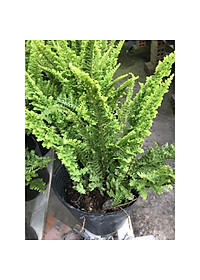 Cây Dương Xỉ Thái - Cây cảnh để trong nhà + Tặng phân bón cho cây