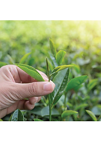 Bột Matcha Trà Xanh Dalat Farm - Túi 110Gr