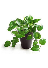 Cây trầu bà xanh - cây cảnh mini - cây cảnh để trong nhà + tặng phân bón cho cây