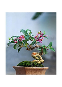 product-img-9