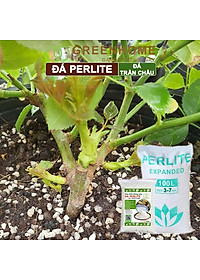Đá Perlite Greenhome, Bao 300gr, Trồng Hồng, Thuỷ Canh, Giá Thể Trân Châu Giàu Khoáng Chất, Tăng Độ Tơi Xốp