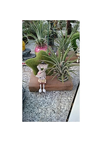 product-img-6
