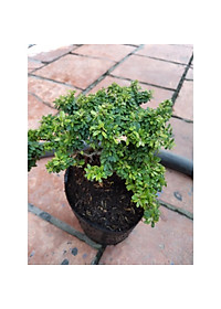 Cây Linh Sam Bonsai - cây cảnh bonsai + tặng phân bón cho cây