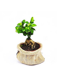 Cây Bonsai Si Nhật - cây cảnh bonsai - cây cảnh để bàn