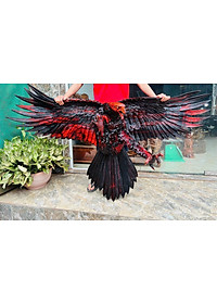product-img-1
