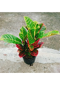 Cây Lá Màu Coton - cây cảnh để bàn + Tặng phân bón cho cây