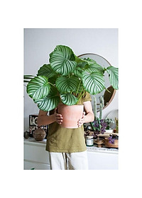 Cây đuôi công táo - cây cảnh để bàn + tặng phân bón cho cây