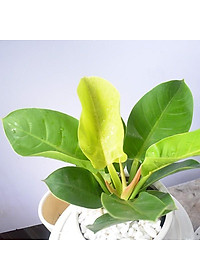 Cây trầu bà đế vương vàng - cây cảnh để bàn + tặng phân bón cho cây