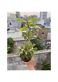 product-img-4