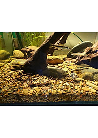 Sạn suối thiên nhiên trải nền bể cá - Bể BioTop - Sỏi suối trải nền thuỷ sinh - Hồ cá cảnh - bể cá