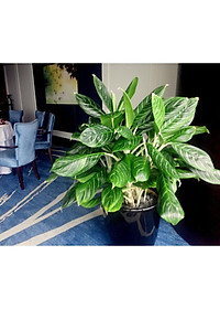 Cây Bạch Mã Hoàng Tử - cây cảnh để trong nhà + Tặng phân bón cho cây mau lớn