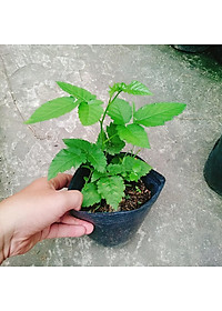 Cây phúc bồn tử ( cây mâm xôi ) - cây cảnh vườn + tặng phân bón cho cây