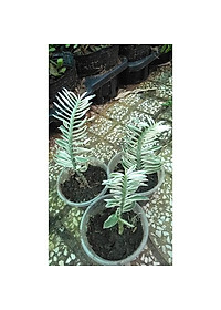 Cây Chân Rết - Cây cảnh mini + tặng phân bón cho cây