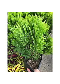 Cây trắc bách diệp + cây cảnh vườn +tặng phân bón cho cây mau lớn