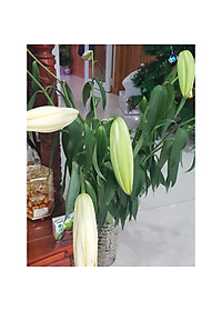 Chăm sóc hoa lâu tàn bằng bột dưỡng cho hoa cắt cành nhập khẩu Israel (Set 50 gói) giữ hoa lâu tàn gấp 2 lần bình thường và 14 ngày không thay nước mới