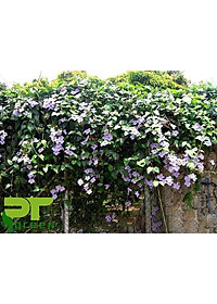 Cây Hoa Cát Đằng (dây leo) - cây cảnh vườn + tặng phân bón cho cây