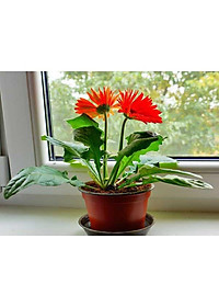 Cây Hoa Đồng Tiền - Cây Cúc Đồng Tiền - cây cảnh vườn + Tặng phân bón cho cây