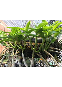 Phân bón hữu cơ sinh học Dịch trùn quế thủy phân - Phân trùn quế BIO 01 kích thích ra rễ và tốt lá (chai 500ml)